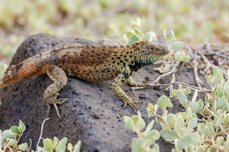 Lava lizard at Punta Suarez on the Island of Espanola, Galapagos Islands, Ecuador.の写真素材