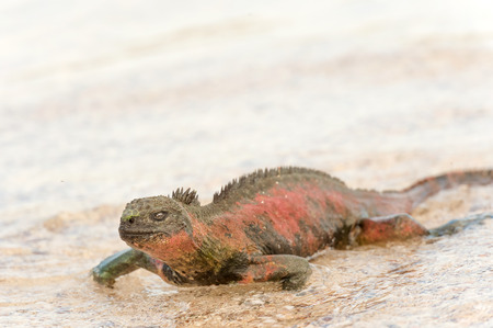 Marine Iguana walking on the beach on Espanola Island in Galapagos.の写真素材