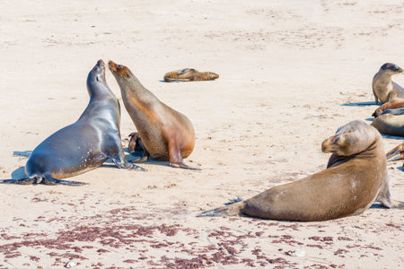 Sea Lions at the beach on Santa Fe island in Galapagos