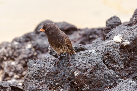 Galapagos Medium-ground Finch (Geospiza fortis) male perched on a rock in Santa Cruz, Galapagos Islandsの写真素材
