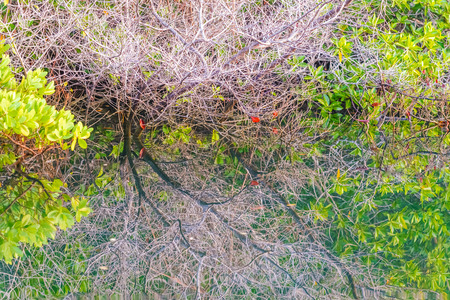 Trees reflection in lagoon all along the waters edge on Santa Cruz Island, Galapagos.の写真素材