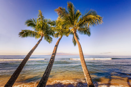Palm trees and the Pacific ocean beach in Maui island in Hawaii