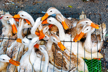 The ducks in the cage are travelling to the market in Vietnamの写真素材
