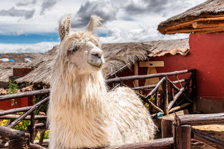 Alpaca looking over the fence by the house in Chinchero, a small town of Urubamba Province in Peru.の写真素材