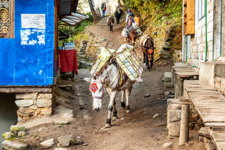 Phakding, Nepal - October 26, 2018: Horses carrying supplies passing trekkers on the Everest Base Camp Trek between Phakding and Namche Bazaar, Nepalのeditorial素材