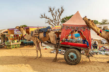 Pushkar, India â November 15, 2018: A camel cart waits for passengers at the Annual Pushkar Cattle fair in Pushkar, Rajasthan, India.のeditorial素材