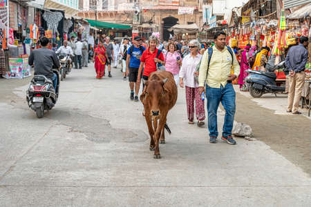 Pushkar, India â November 15, 2018: cow and people walking on the street at Pushkar market place in Pushkar, Rajasthan, India.のeditorial素材
