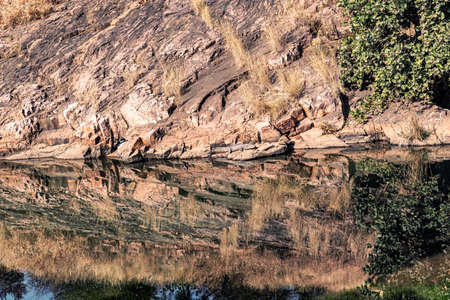 Crocodile spotted during jeep safari at Ranthambore National Park, Rajasthan, Indiaのeditorial素材