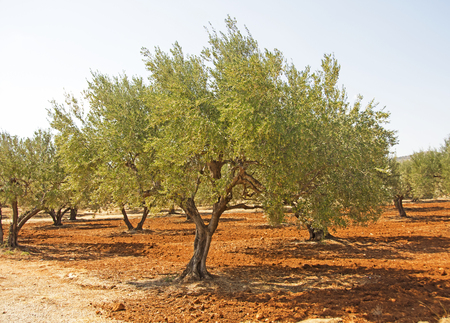 Greek Olive Treeの写真素材