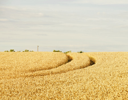Field of Wheatの写真素材