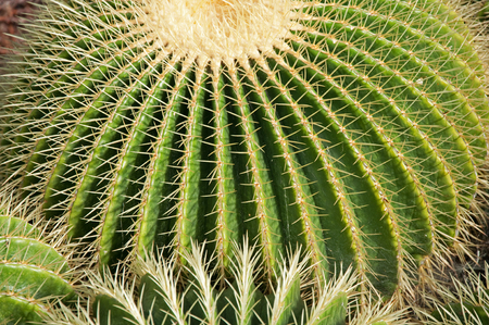 Closeup of Cactusの写真素材