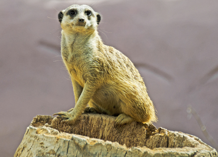Closeup of a Meerkatの写真素材
