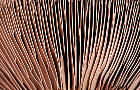 Mushroom Closeupの写真素材