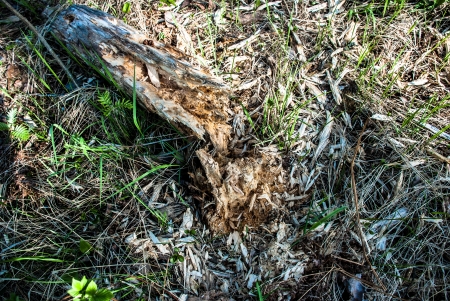 Rotten stump in the grass with flindersの写真素材