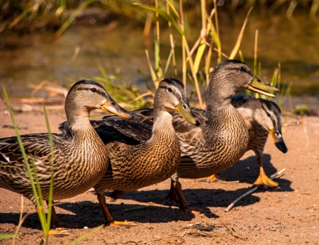 Four beautiful Ducks on sandの写真素材