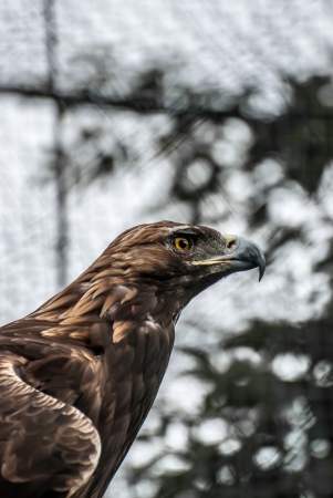 Golden eagle profile in the cellの写真素材