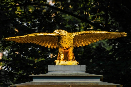 Golden eagle spread its wingsの写真素材
