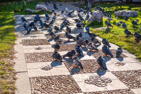 Pigeonsの写真素材