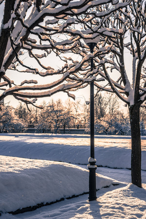 Lantern and trees in the snowの写真素材