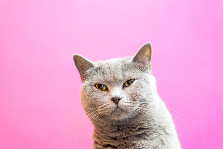 Cute cat