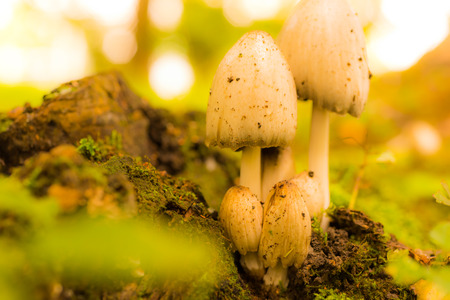 Mushrooms in a forest near snags. In yellow tonesの写真素材