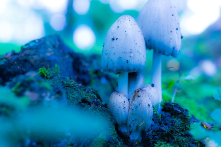 Mushrooms in a forest near snags. In blue tonesの写真素材