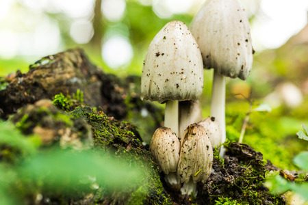 Mushrooms in a forest near snagsの写真素材