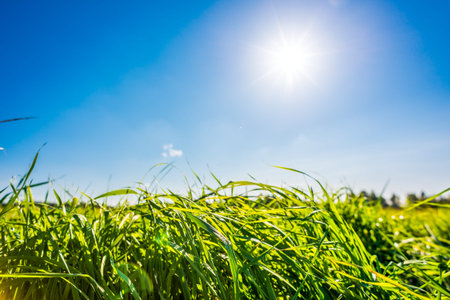 Afternoon sun with cloud over the meadow, dew on the grass. View from ground level, focus on the grassの写真素材
