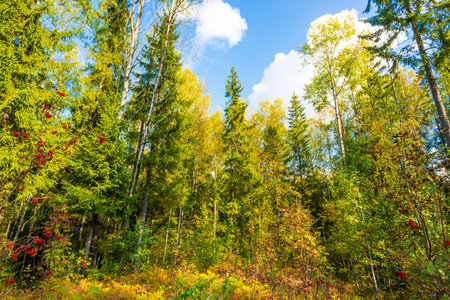 Forest at summerの写真素材