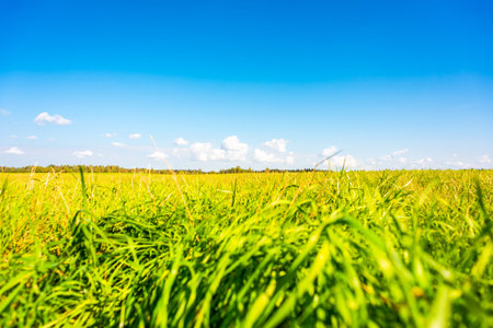 Clouds on the meadow. View from ground levelの写真素材