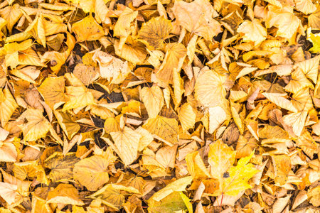 Old fallen leaves on the groundの写真素材