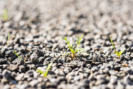 Sprouts of his way to life through stonesの写真素材