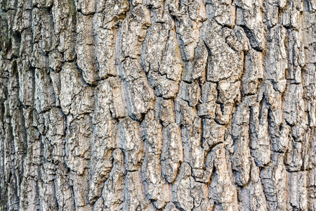 Tree bark close-upの写真素材