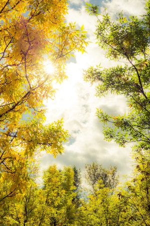 Rays of the sun streaming through the trees in the garden. Image in yellow-purple soft toningの写真素材