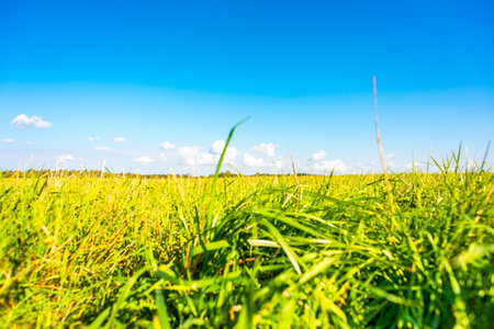 Clouds on the meadow. View from ground levelの写真素材