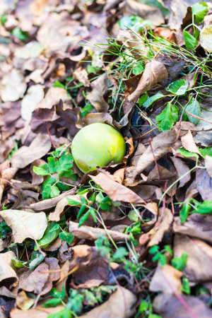 Green apple on the ground, leaves and grass aroundの写真素材