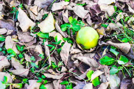 Green apple on the ground, leaves and grass aroundの写真素材
