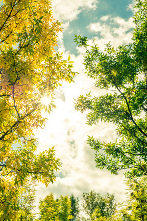 Rays of the sun streaming through the trees in the garden. Image in yellow-blue toningの写真素材