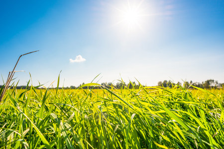 Afternoon sun with cloud over the meadow. View from ground levelの写真素材