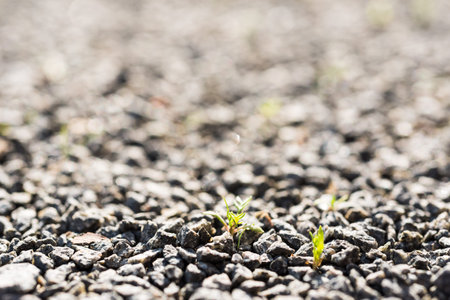 Sprouts of his way to life through stonesの写真素材
