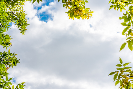 Frame with leaves on a background cloudy sky. Image in blue soft toningの写真素材