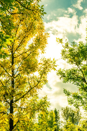 Rays of the sun streaming through the trees in the garden. Image in yellow-green toningの写真素材