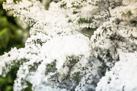 Snowy Christmas Treeの写真素材