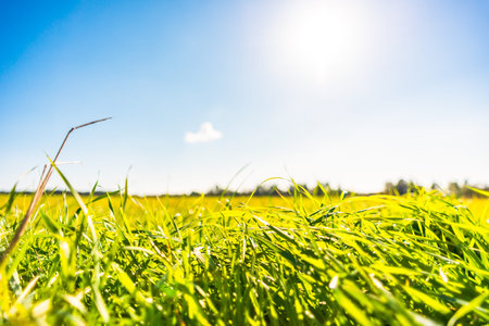 Afternoon sun with cloud over the meadow. View from ground level, focus on the grassの写真素材