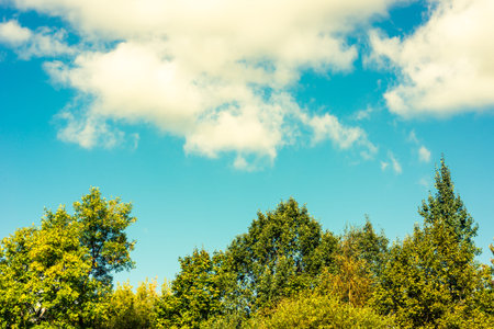 The trees in the forest against the blue sky with cloudsの写真素材