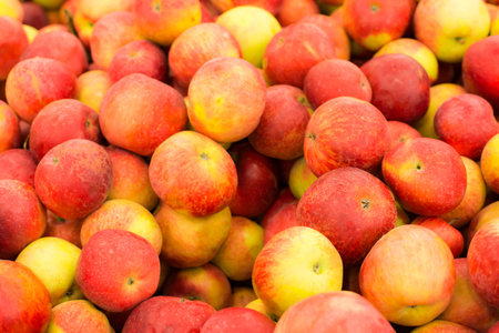 Ripe village applesの写真素材