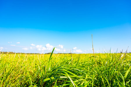 Clouds on the meadow. View from ground level, focus on the grassの写真素材