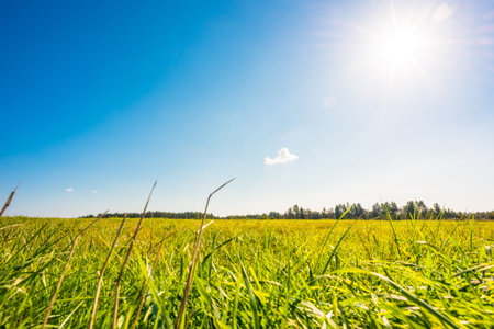 Afternoon sun with cloud over the meadow, dew on the grass. View from ground level, focus on the grassの写真素材