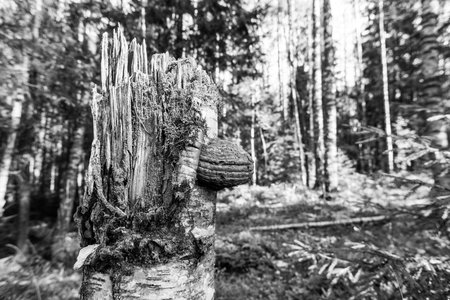 Polypore mushroom on the trunk of a fallen tree in the forest. In black and white tonesの写真素材