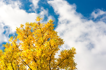 Sunlit trees against the sky with clouds. Image in yellow-blue toningの写真素材